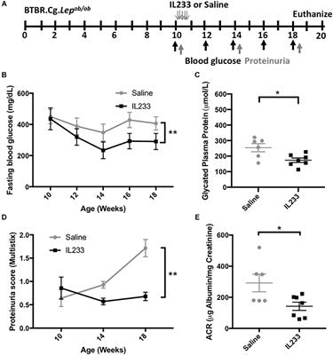 Novel Immunomodulatory Cytokine Regulates Inflammation, Diabetes, and Obesity to Protect From Diabetic Nephropathy